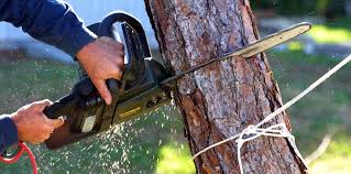 Best Hazardous Tree Removal  in The Villages, FL