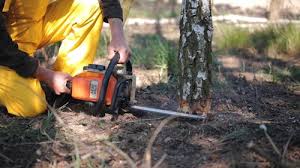 Best Tree and Shrub Care  in The Villages, FL