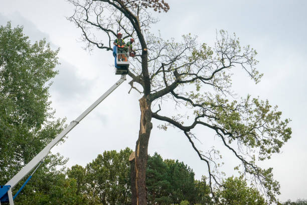 How Our Tree Care Process Works  in  The Villages, FL